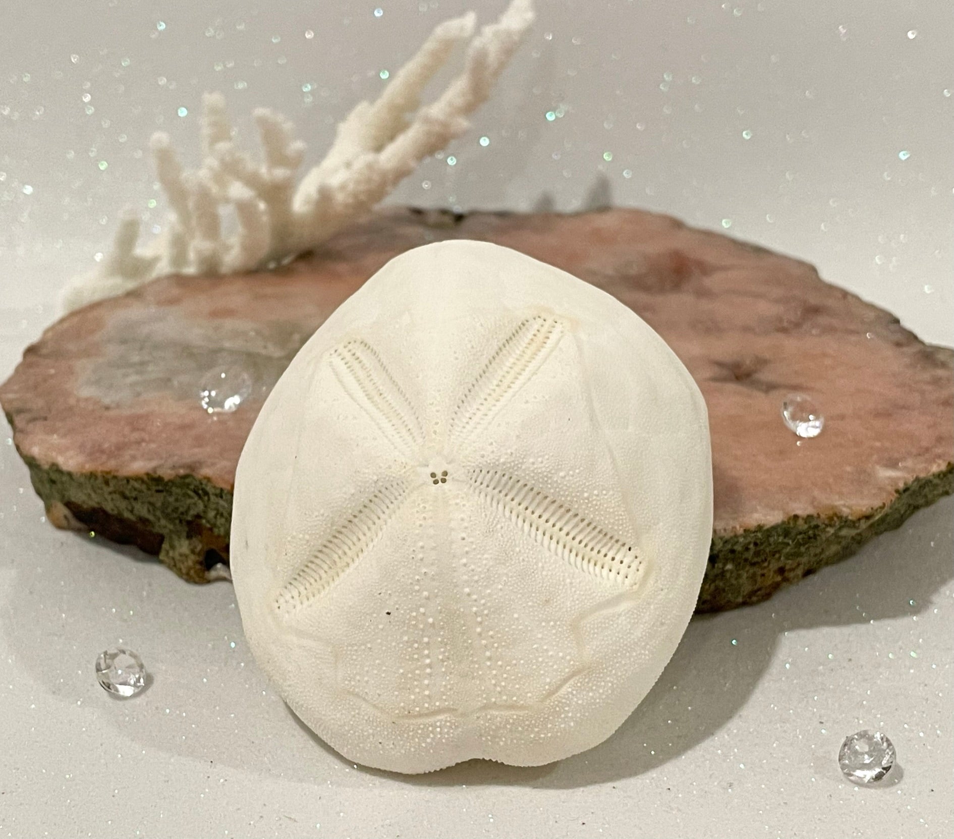 All Products - Sand Dollars - www.